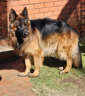 German Shepherd Puppy