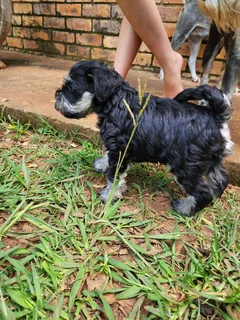 Schnauzer Pups