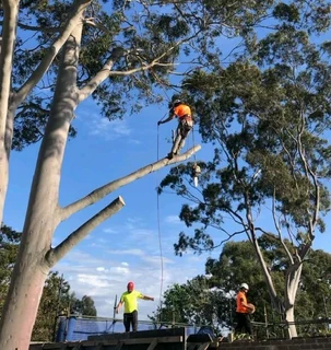 Professional Tree Felling Service