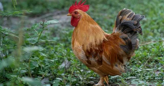 Bantam Chicken for sale