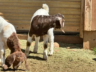 livestock - Ad posted by Paradise Livestock Farm