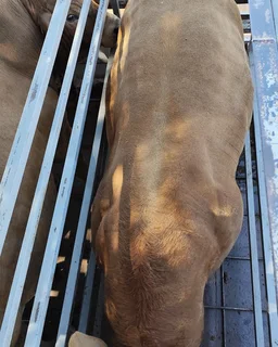 livestock - Ad posted by Paradise Livestock Farm