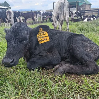 livestock - Ad posted by Paradise Livestock Farm