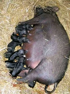 livestock - Ad posted by Paradise Livestock Farm