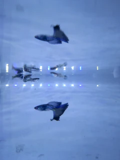 Imported black metal lace snakeskin guppies