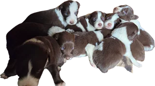 Border collie pups