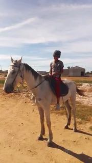 Arabian X Horse