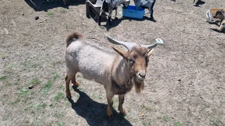 Dwarf goats for sale