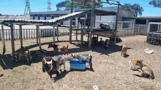 Dwarf goats for sale