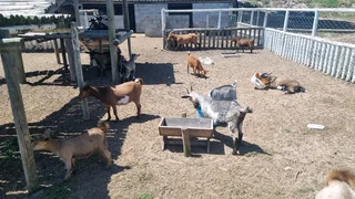 Dwarf goats for sale