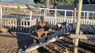 Nigerian Dwarf goats
