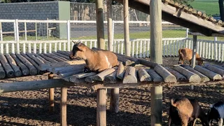 Nigerian Dwarf goats