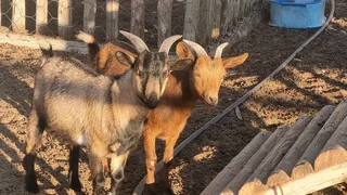 Nigerian Dwarf goats