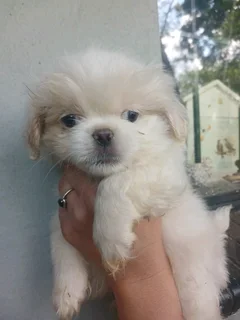 Pekingese puppies