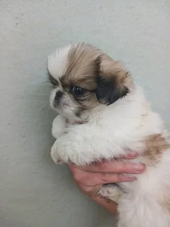Pekingese female