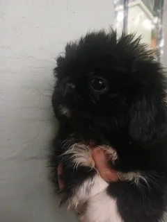 Male pekingese pups