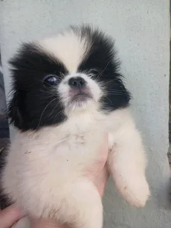 Male pekingese puppies