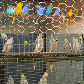 Budgies and Cockatiels