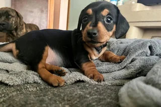 Opregte kortbeen wors hondjies