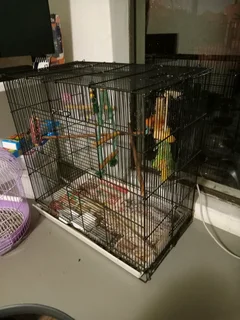 Bird cage, comes with food and used toys
