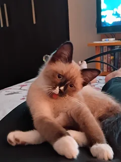 Ragdoll Siamese Kitten