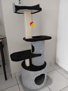 Ragdoll Siamese Kitten