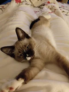 Ragdoll Siamese Kitten