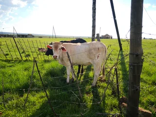 Cattle - Ad posted by Sam Nkabinde