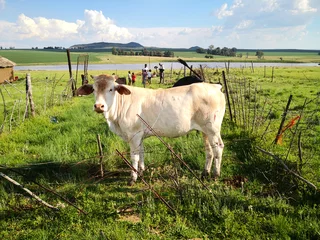 Cattle - Ad posted by Sam Nkabinde