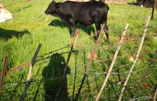 Cattle - Ad posted by Sam Nkabinde