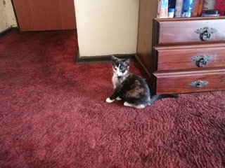 Kitten for sale