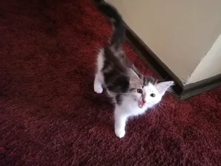 Kitten for sale