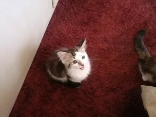 Kitten for sale