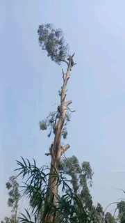 PRINCE TREE FELLERS 0849660849