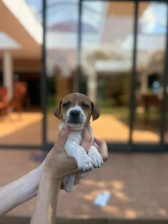 Jack Russell puppies ( 6 weeks )