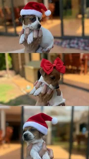 Jack Russell Puppies ( 6 weeks )