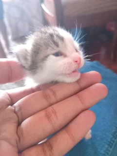 Japanese bobtail kittens