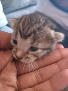 Japanese bobtail kittens