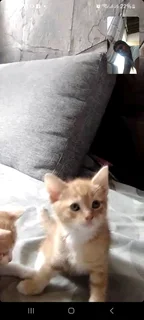 Japanese bobtail kittens