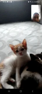 Japanese bobtail kittens