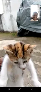 Japanese bobtail kittens