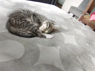 Japanese bobtail kittens