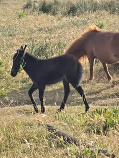Miniature Mules for sale