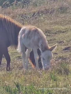 Miniature Mules for sale