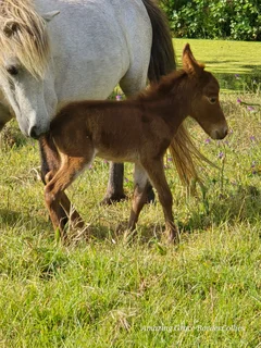 Miniature Mules for sale
