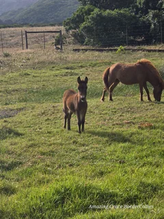 Miniature Mules for sale