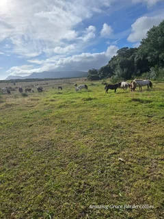 Miniature Mules for sale