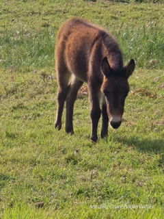 Miniature Mules for sale