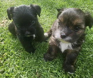 Pocket Size Morkies Puppies
