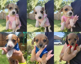 Jackrussell X Dachshund Puppies